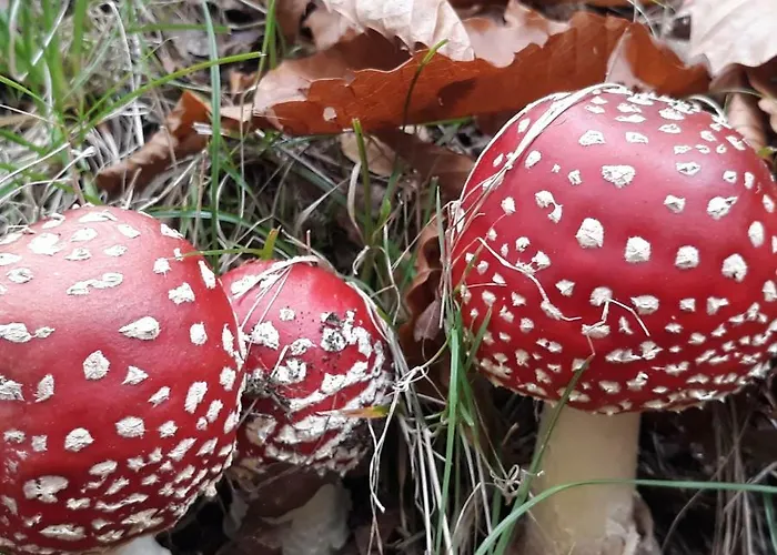 El Atico De Villalmar